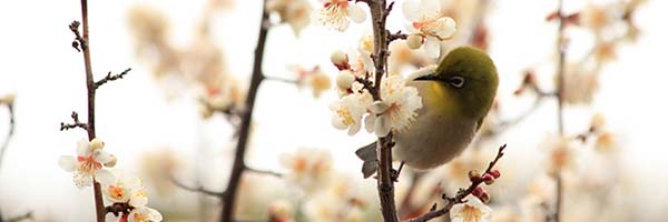 梅を見に行こう！京都のおすすめ観梅スポット