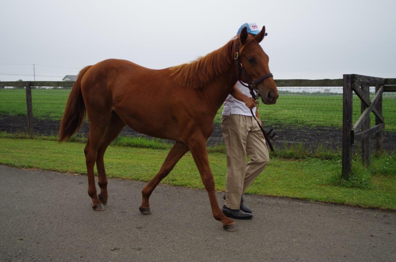 1歳馬-2