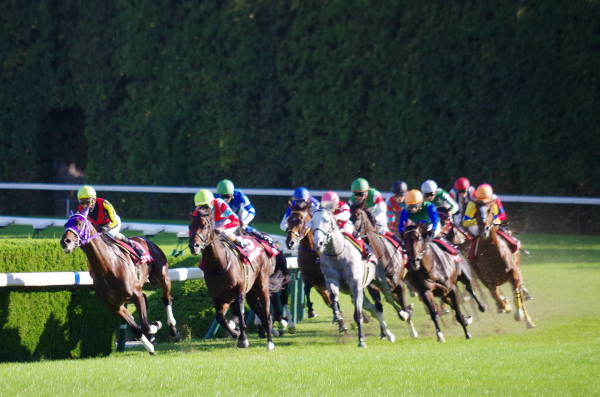 レース写真（2013年京都大賞典）